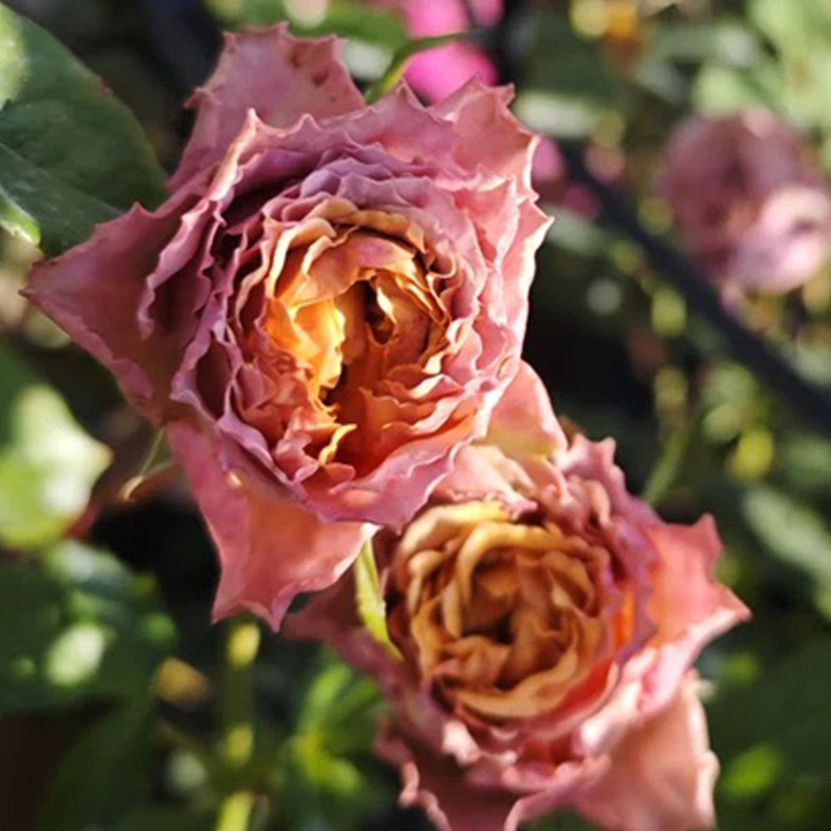 Sweet Choco Japanese Florist Shrub Rose