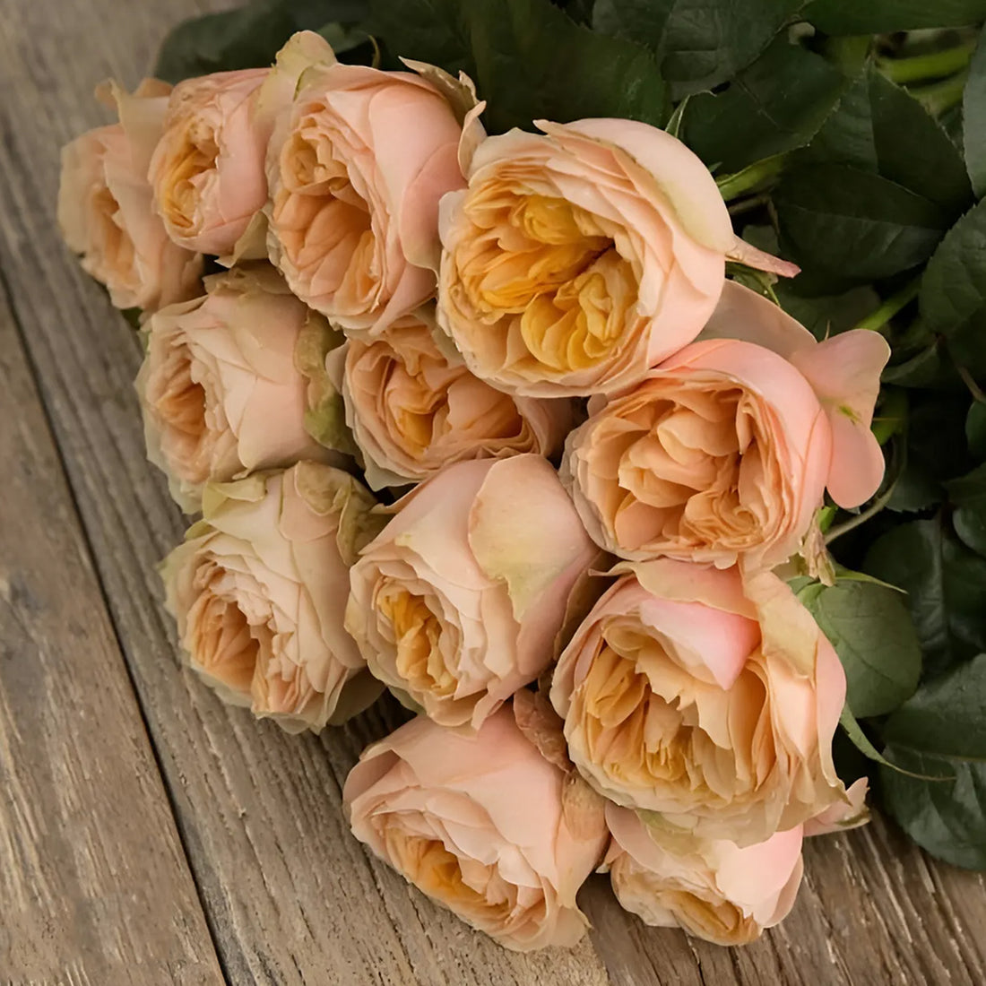 Sweet Vuvuzela German Florist Shrub Rose