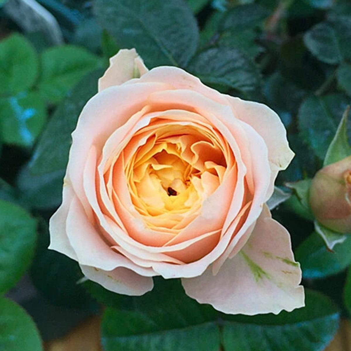 Sweet Vuvuzela German Florist Shrub Rose