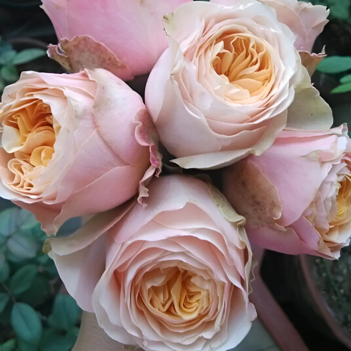 Sweet Vuvuzela German Florist Shrub Rose