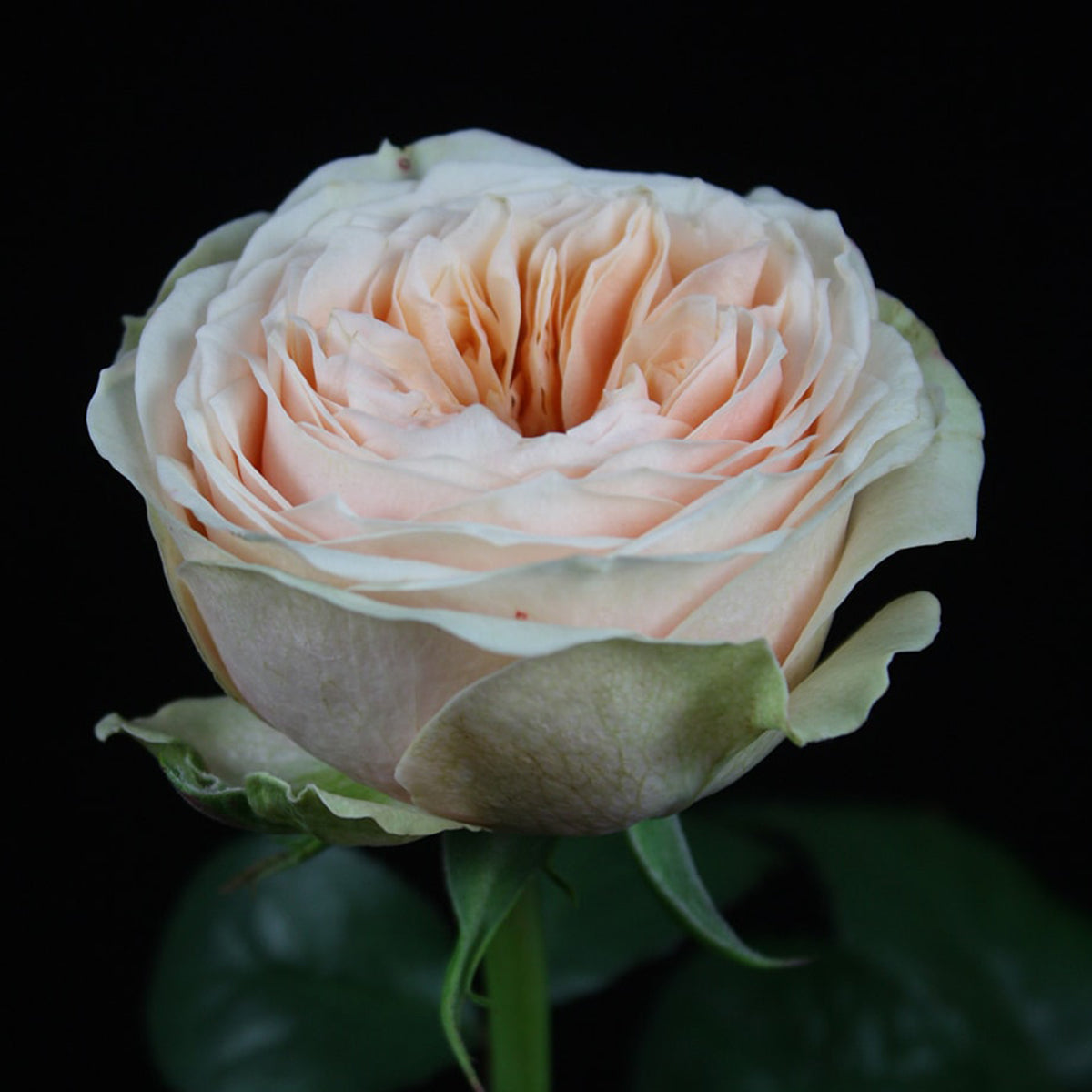 Sweet Vuvuzela German Florist Shrub Rose