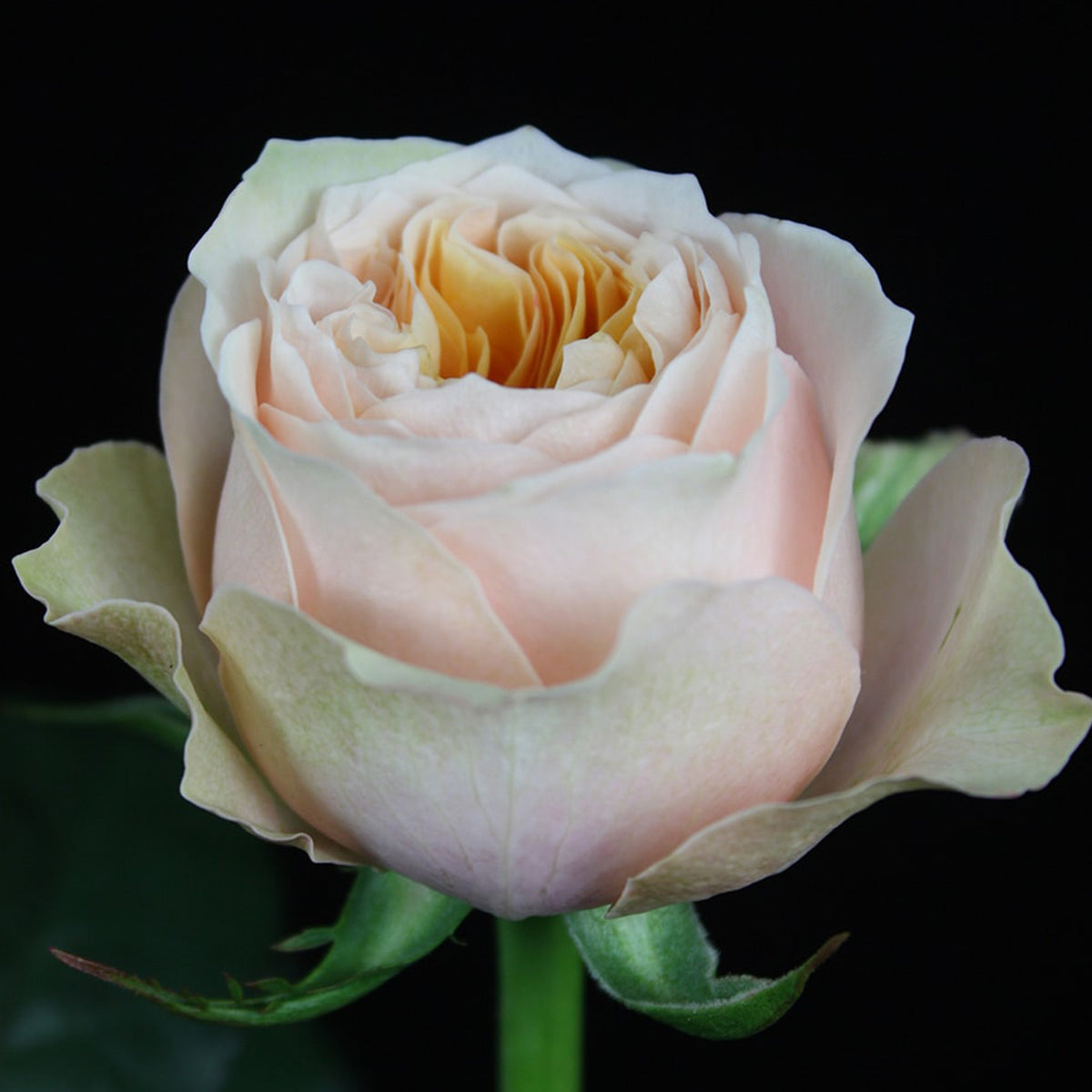Sweet Vuvuzela German Florist Shrub Rose
