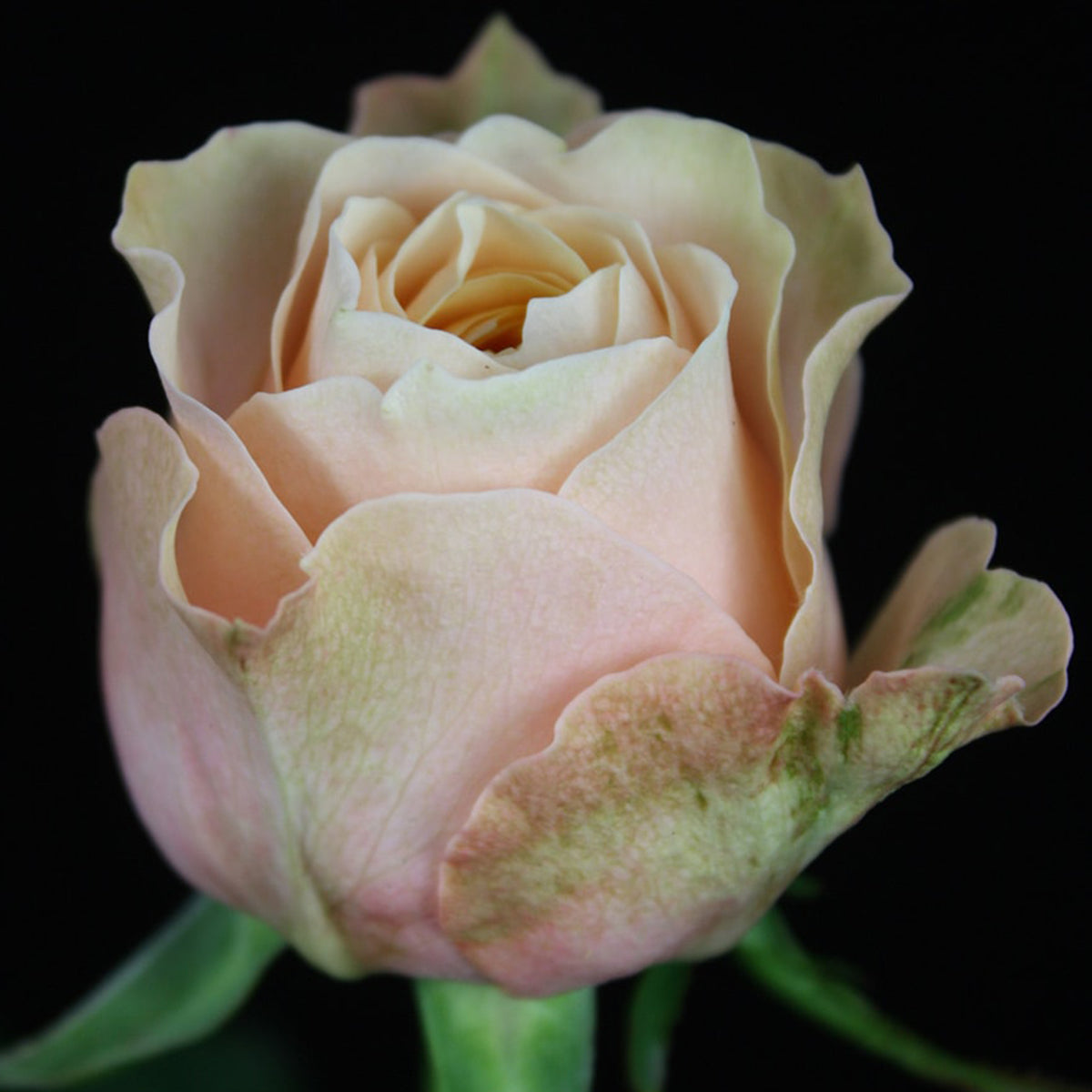 Sweet Vuvuzela German Florist Shrub Rose