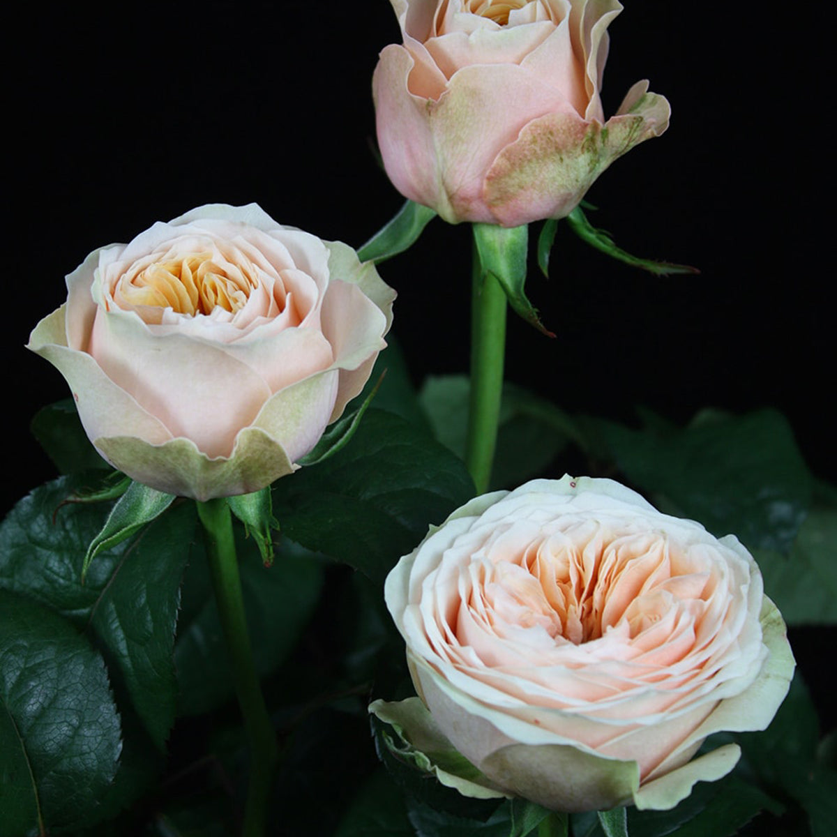 Sweet Vuvuzela German Florist Shrub Rose