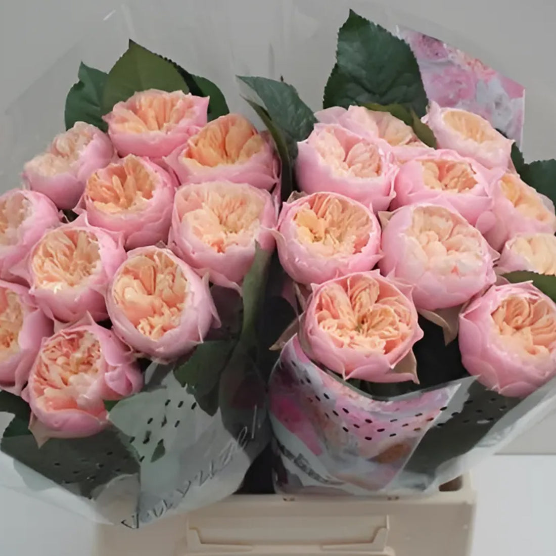 Sweet Vuvuzela German Florist Shrub Rose