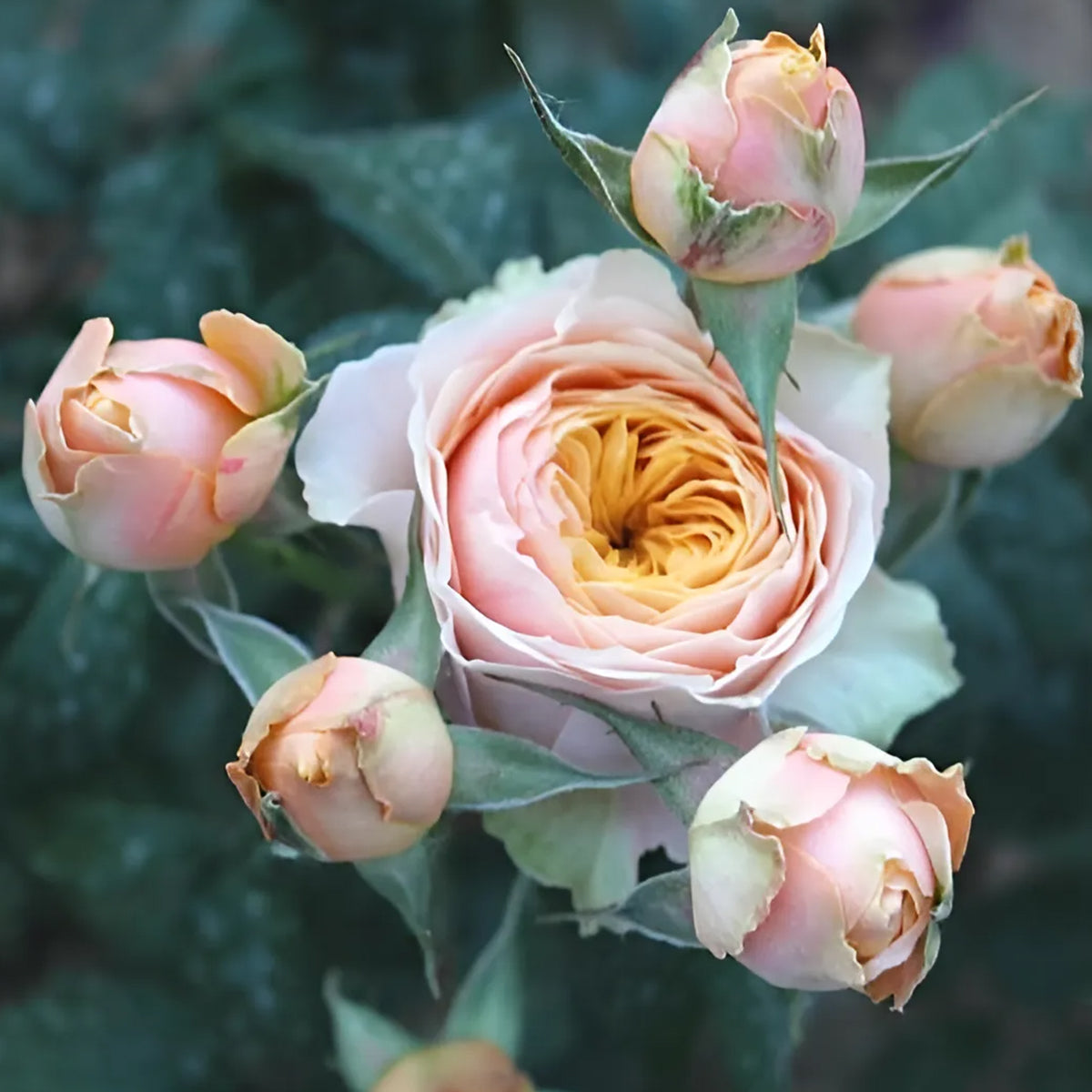 Sweet Vuvuzela German Florist Shrub Rose
