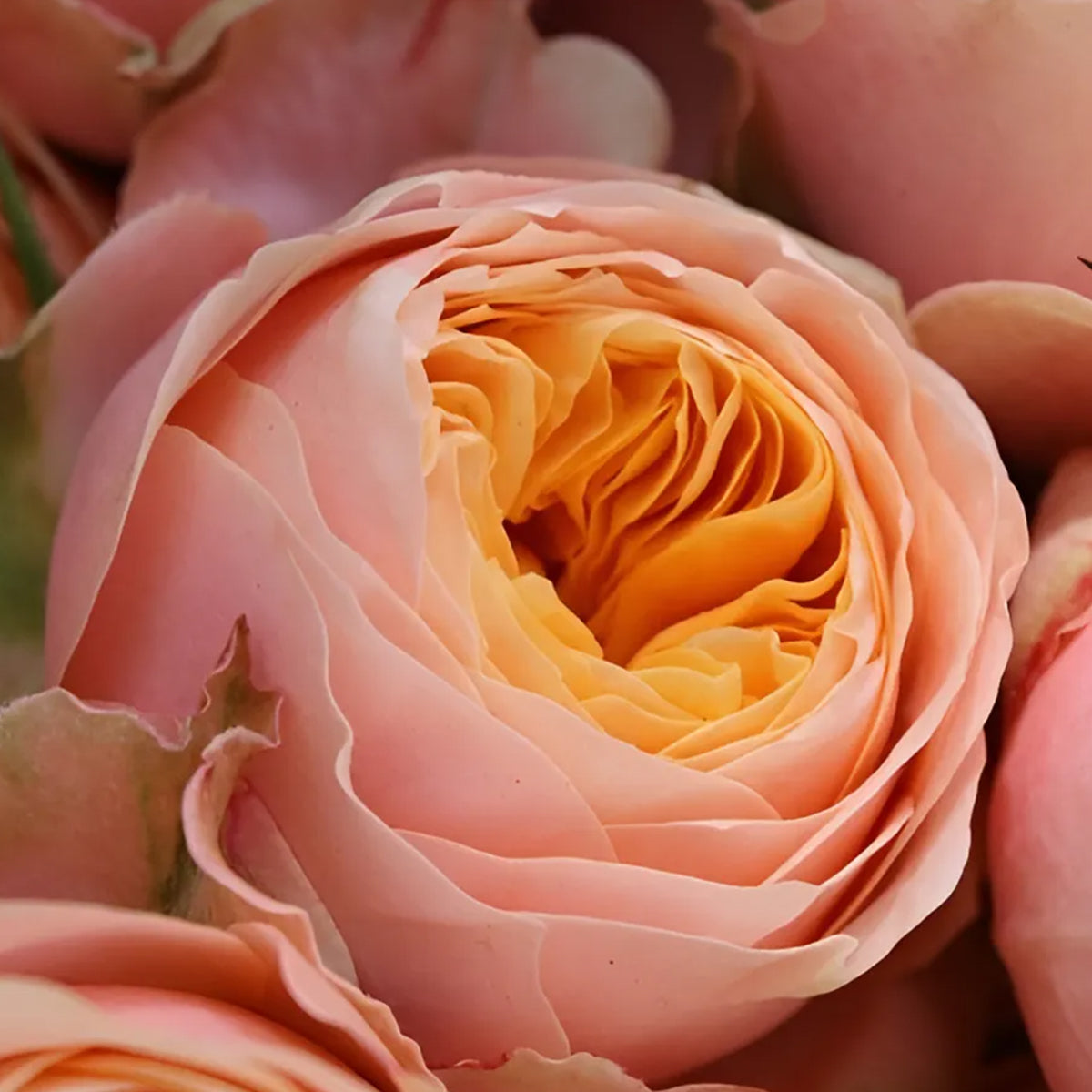 Sweet Vuvuzela German Florist Shrub Rose