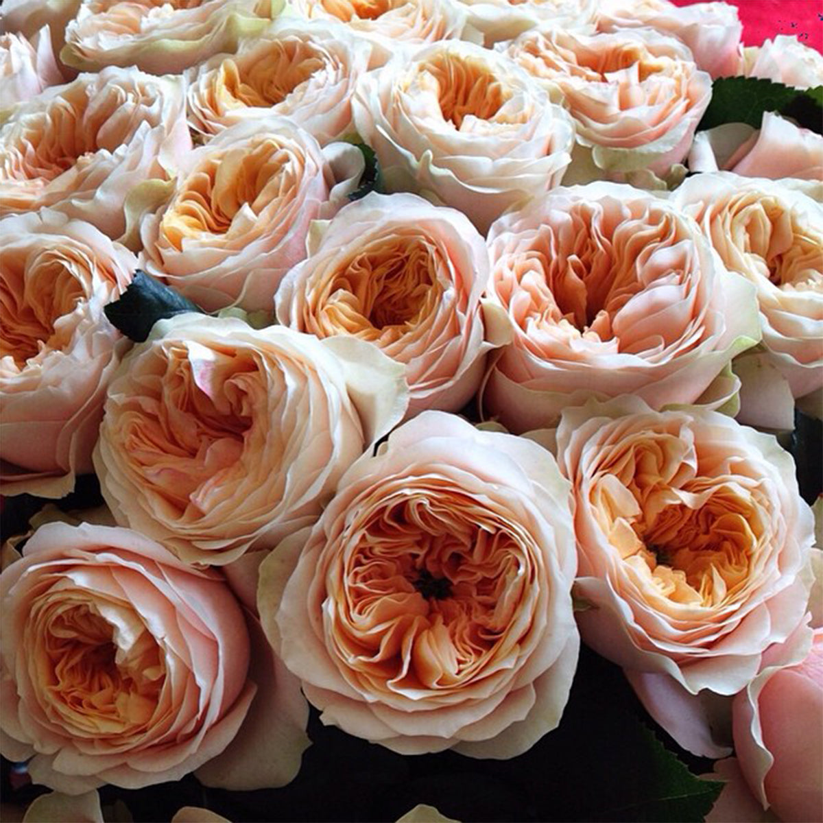 Sweet Vuvuzela German Florist Shrub Rose