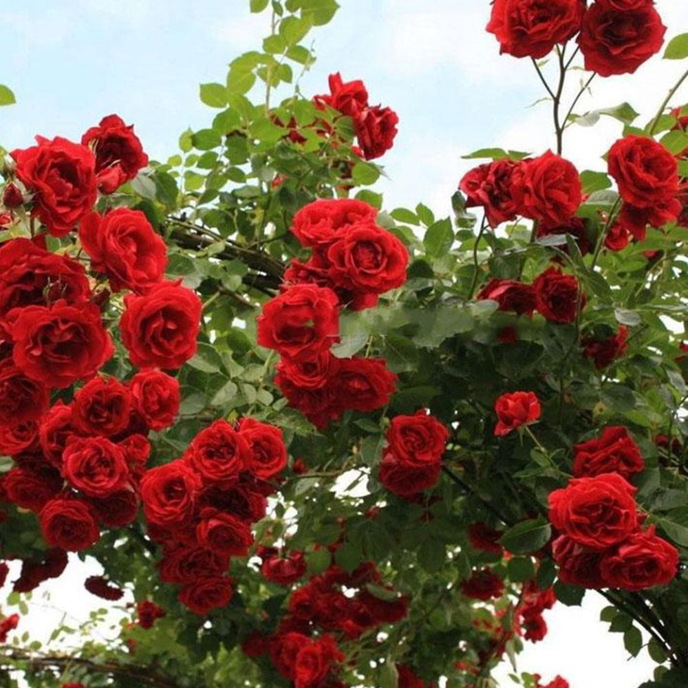 Sympathie German Garden Climbing Rose