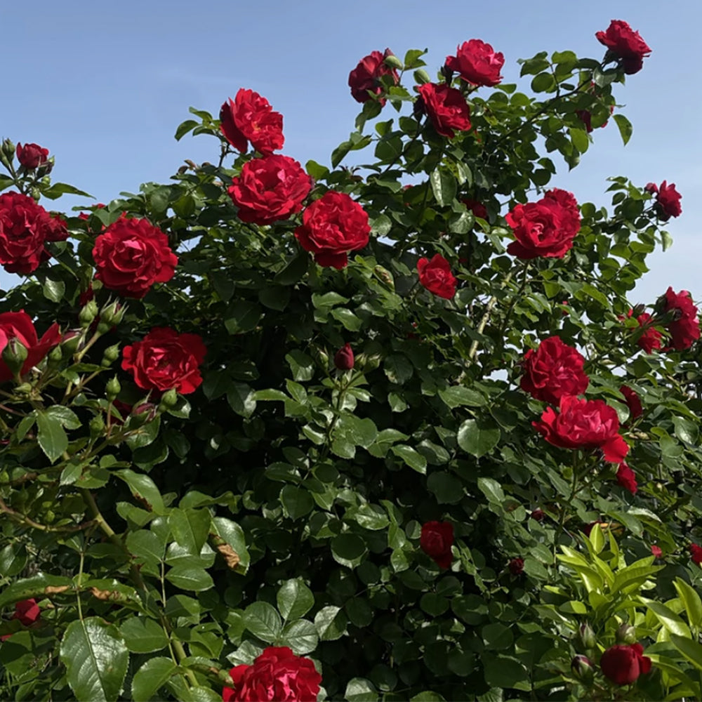 Sympathie German Garden Climbing Rose