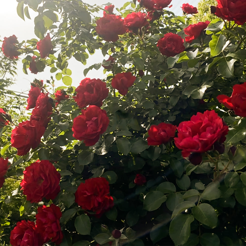 Sympathie German Garden Climbing Rose