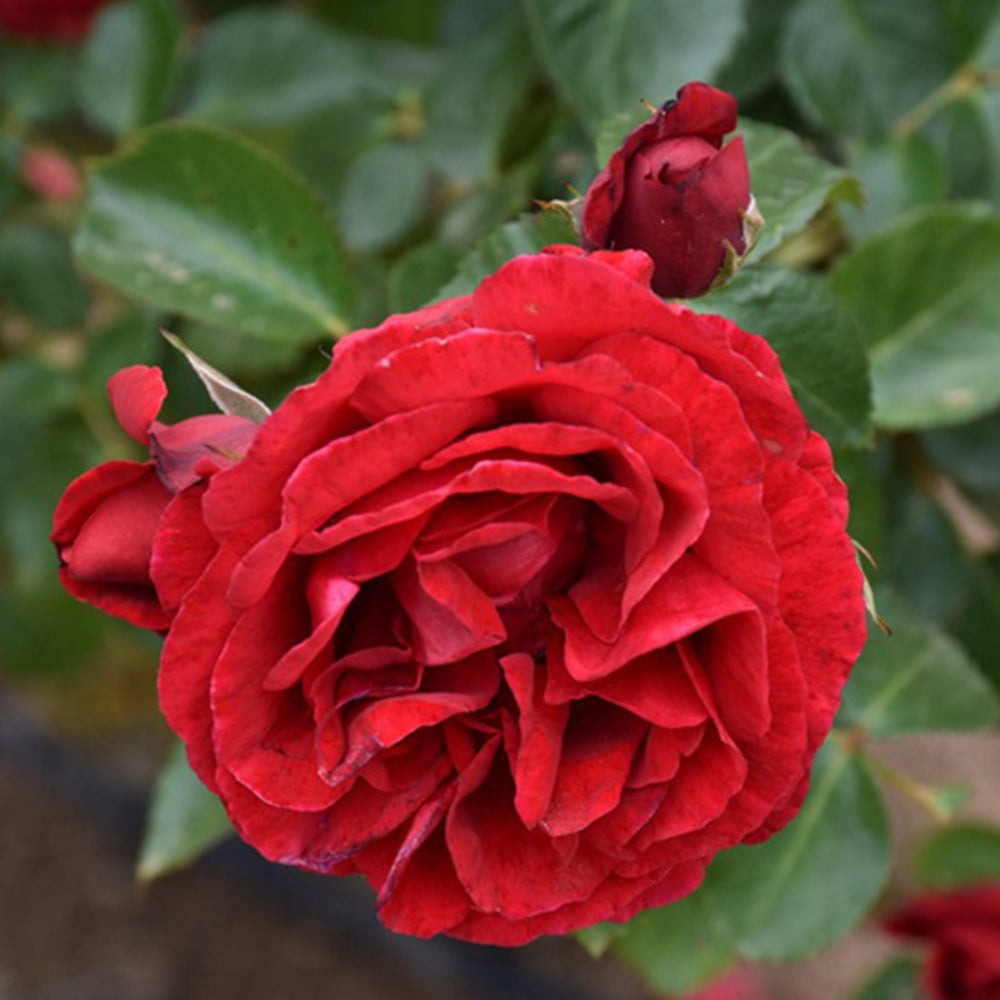 Sympathie German Garden Climbing Rose