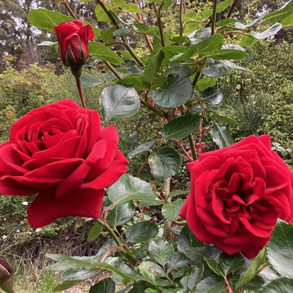 Sympathie German Garden Climbing Rose