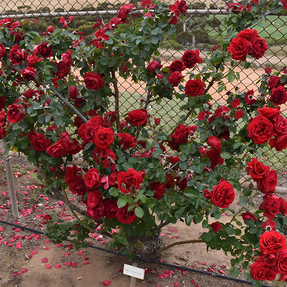 Sympathie German Garden Climbing Rose