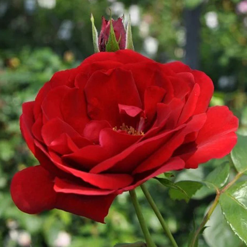 Sympathie German Garden Climbing Rose