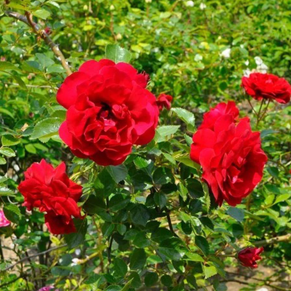 Sympathie German Garden Climbing Rose