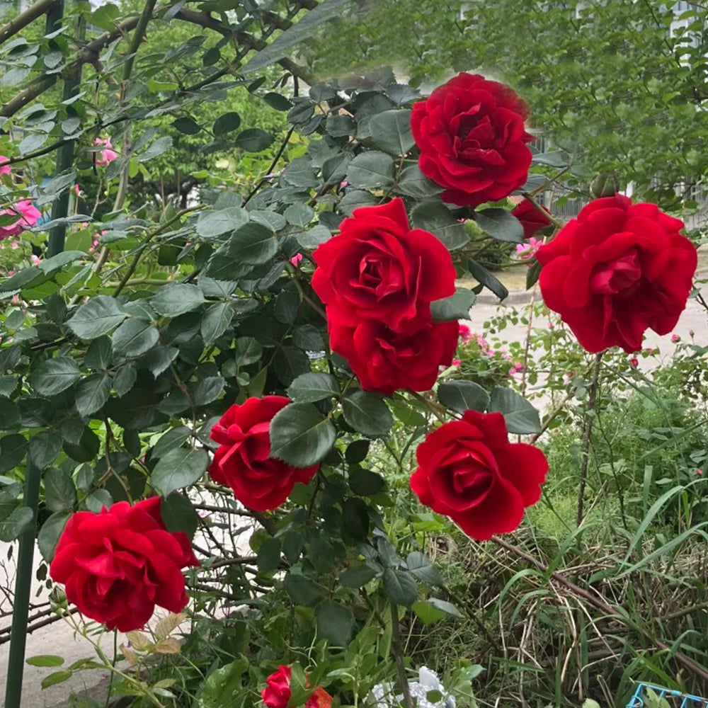 Sympathie German Garden Climbing Rose