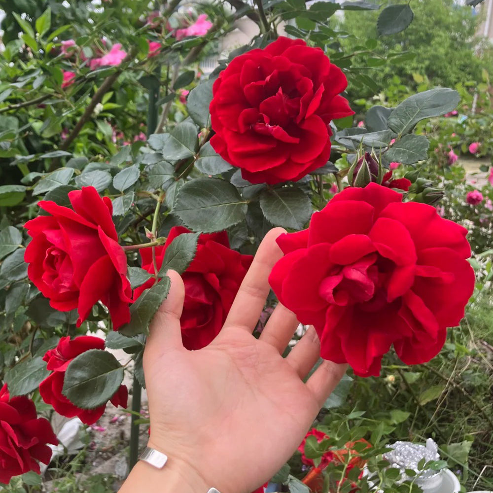 Sympathie German Garden Climbing Rose