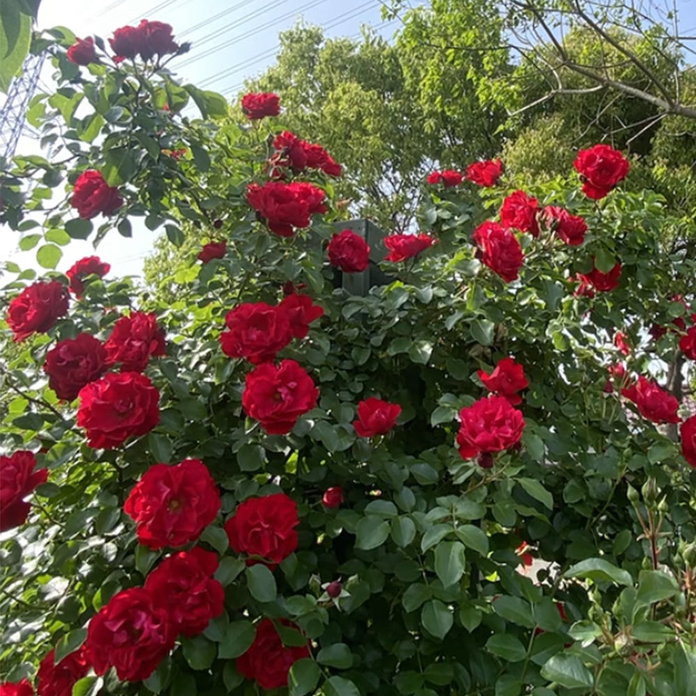 Sympathie German Garden Climbing Rose