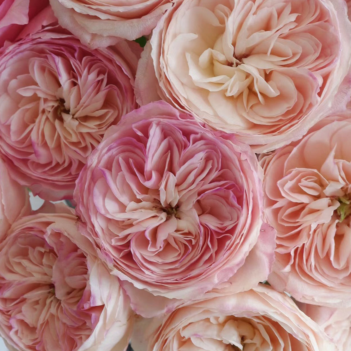 Tamaki Misora Japanese Florist Shrub Rose