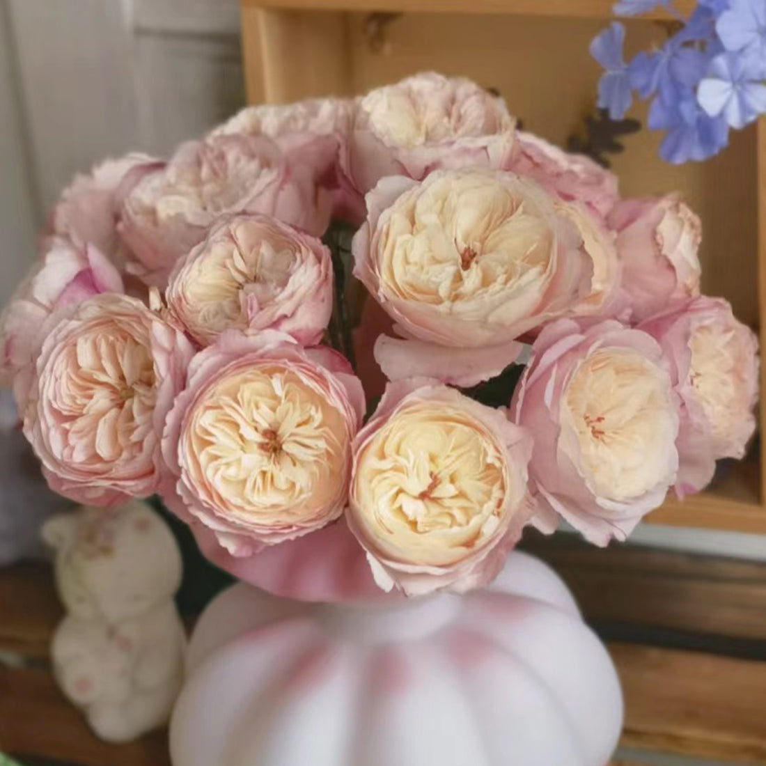 Tamaki Misora Japanese Florist Shrub Rose