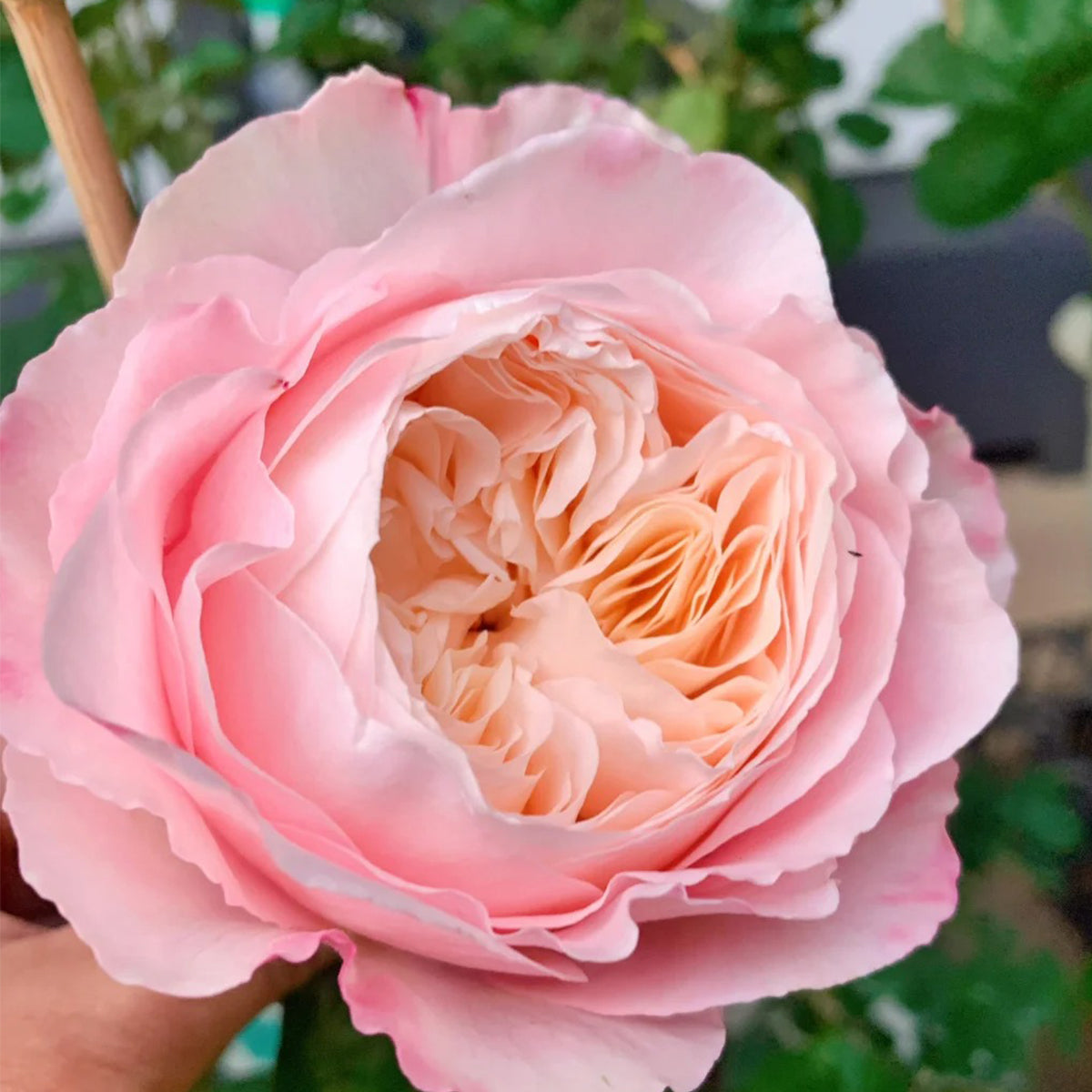 Tamaki Misora Japanese Florist Shrub Rose