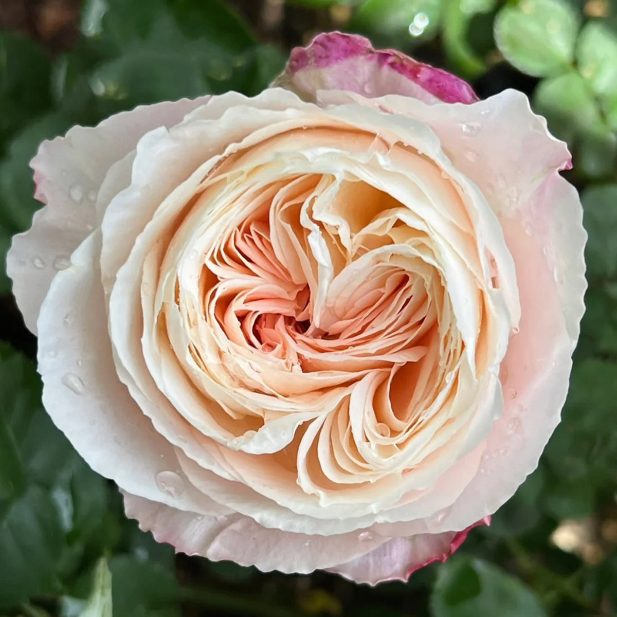 Tamaki Misora Japanese Florist Shrub Rose