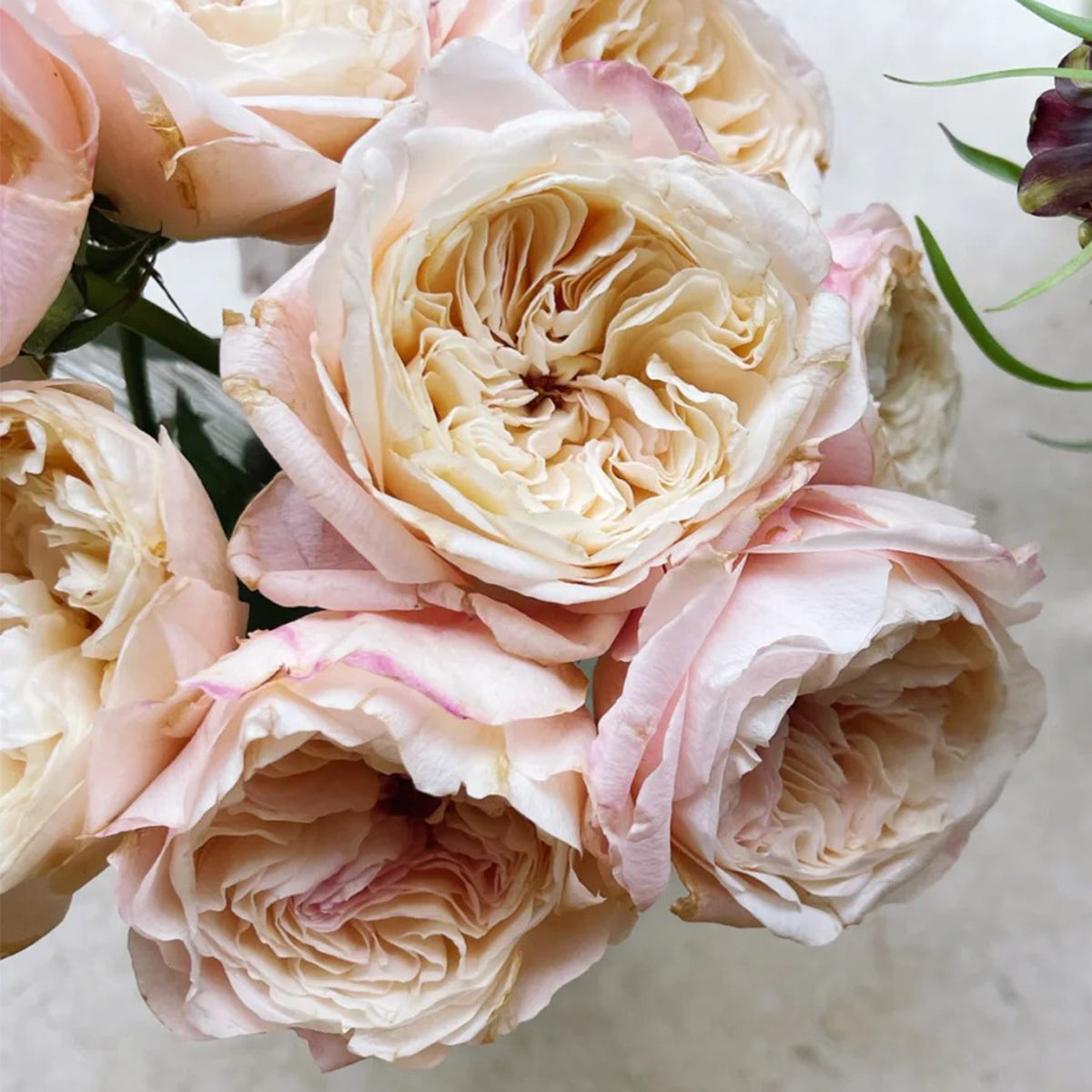 Tamaki Misora Japanese Florist Shrub Rose