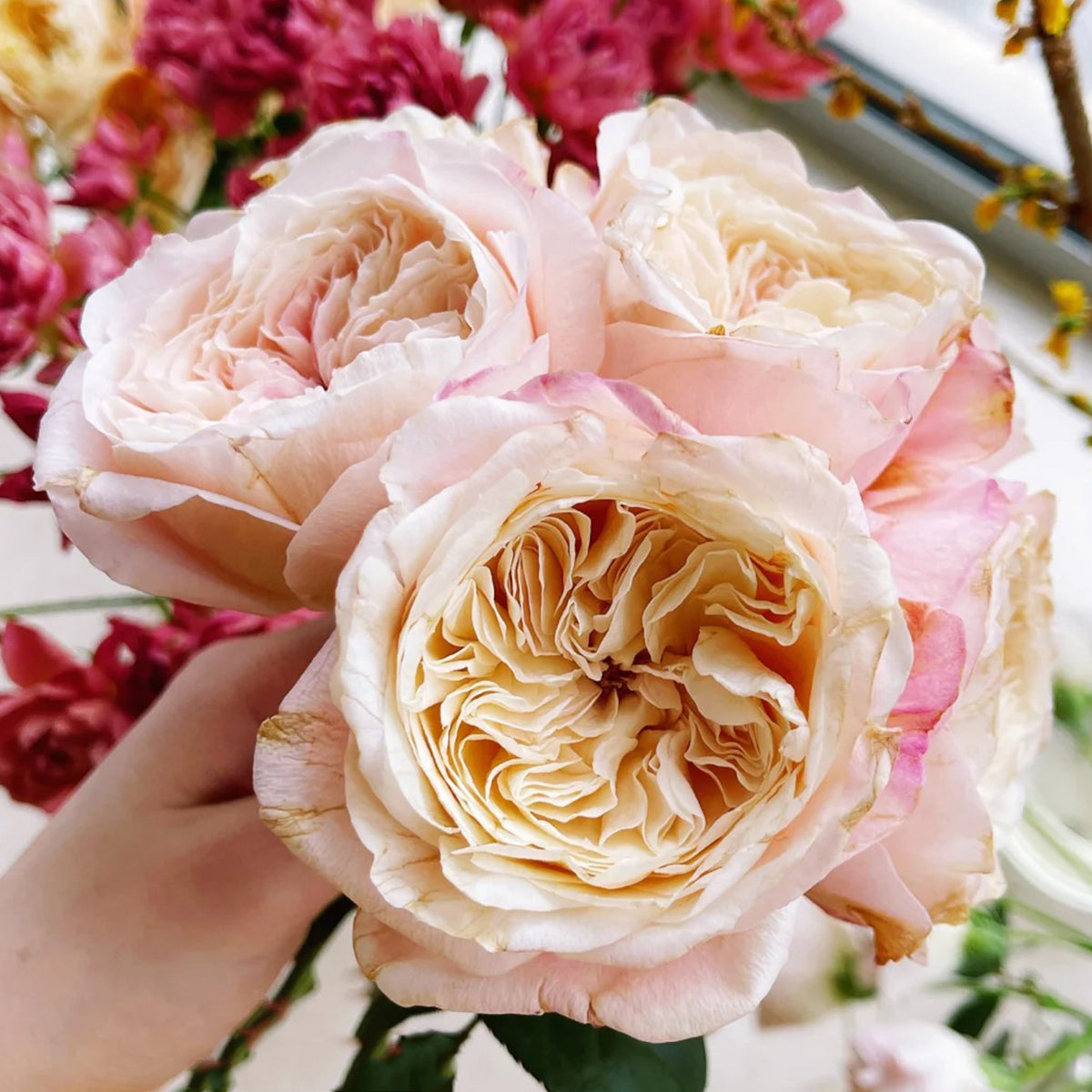 Tamaki Misora Japanese Florist Shrub Rose