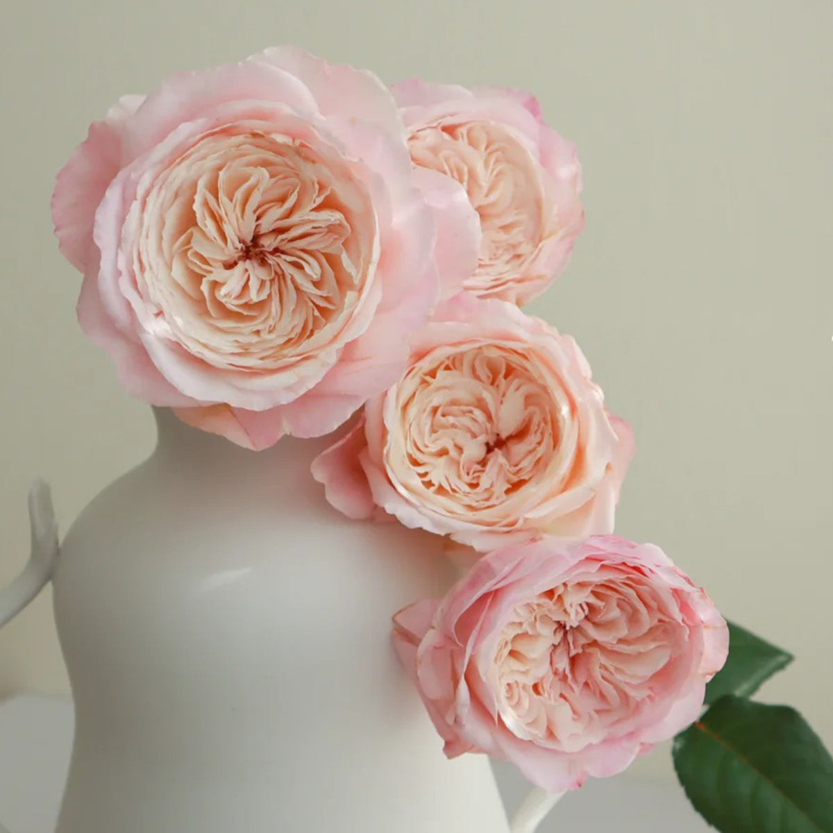 Tamaki Misora Japanese Florist Shrub Rose