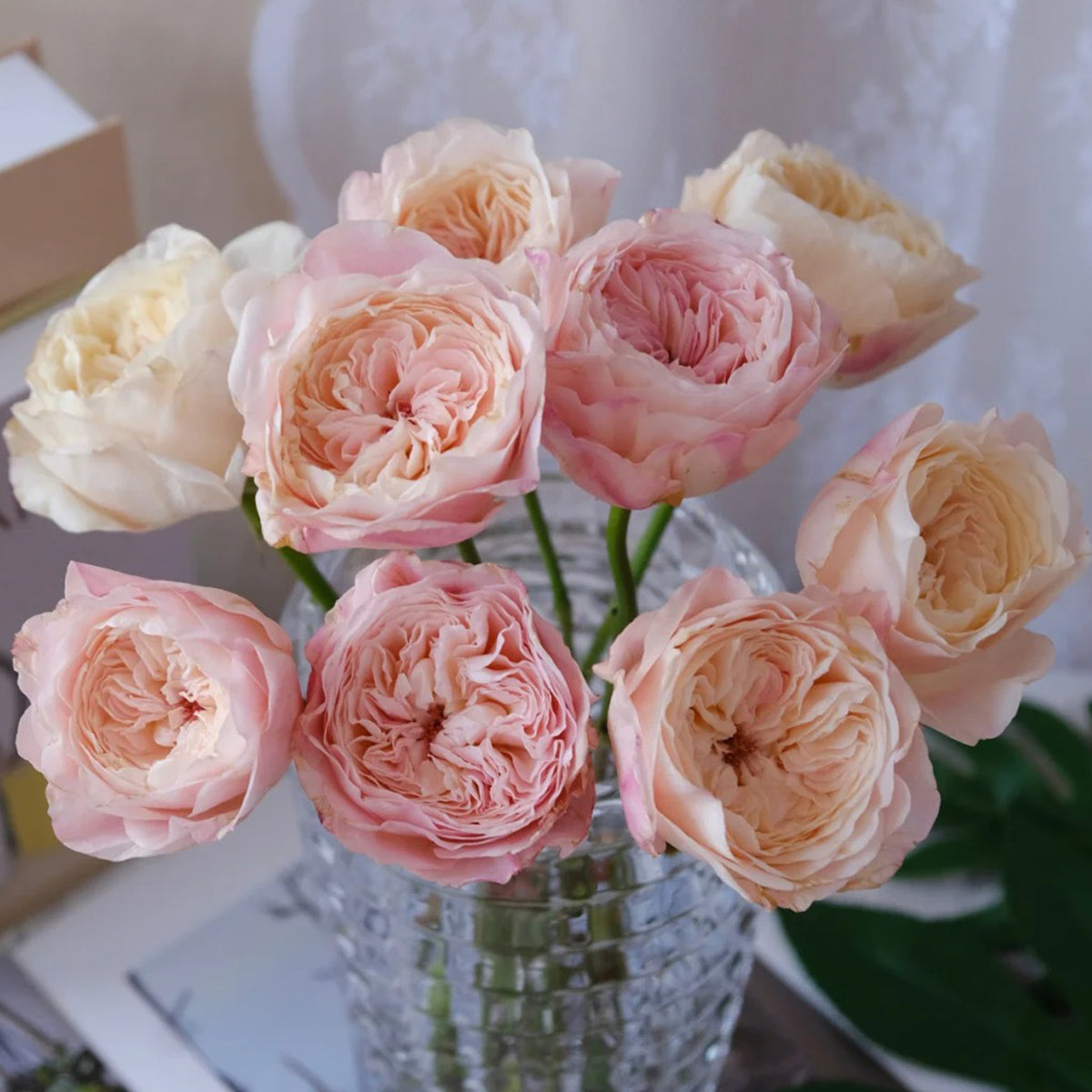Tamaki Misora Japanese Florist Shrub Rose