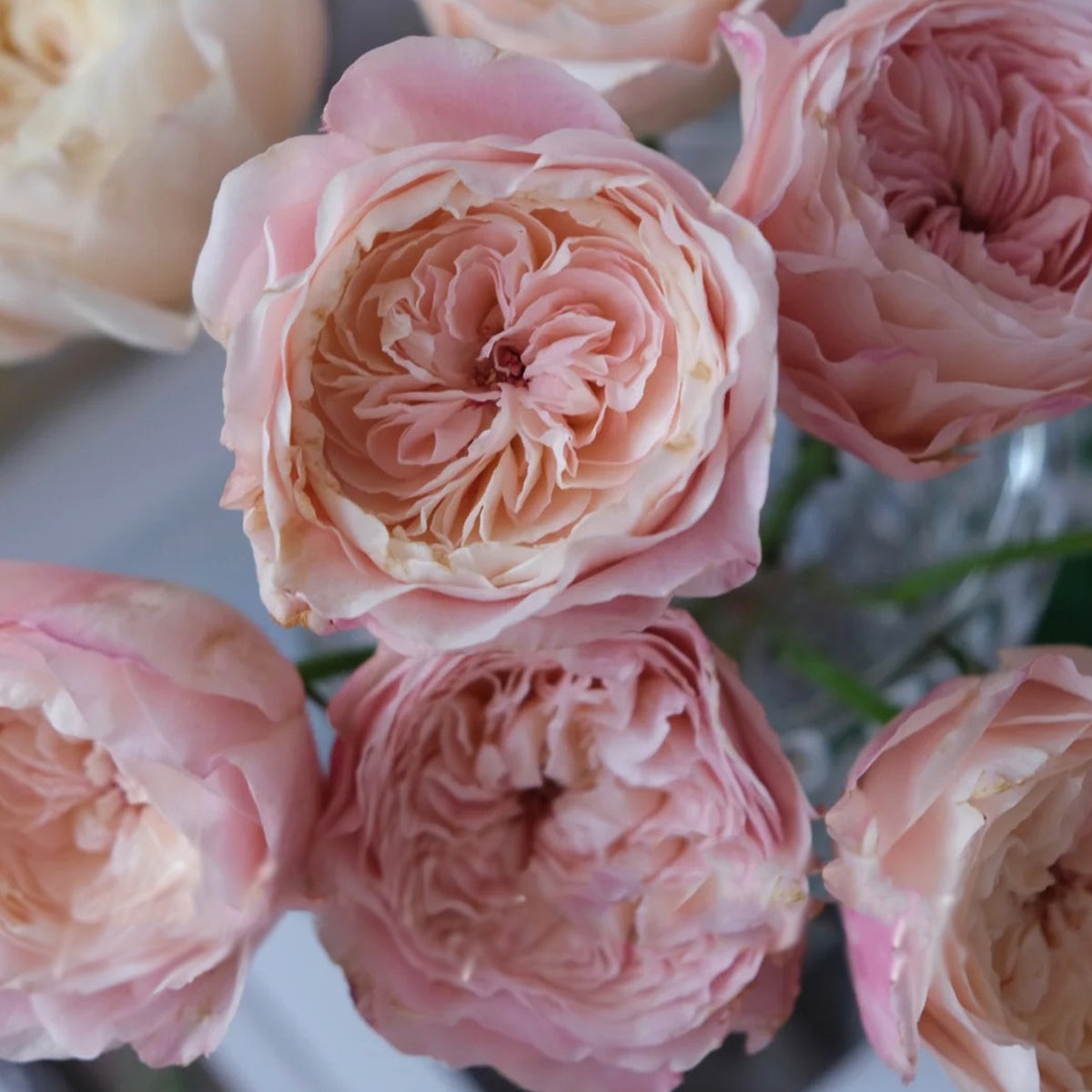 Tamaki Misora Japanese Florist Shrub Rose