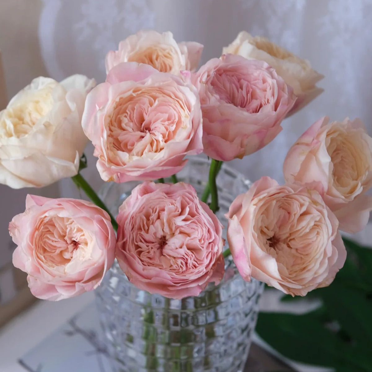Tamaki Misora Japanese Florist Shrub Rose
