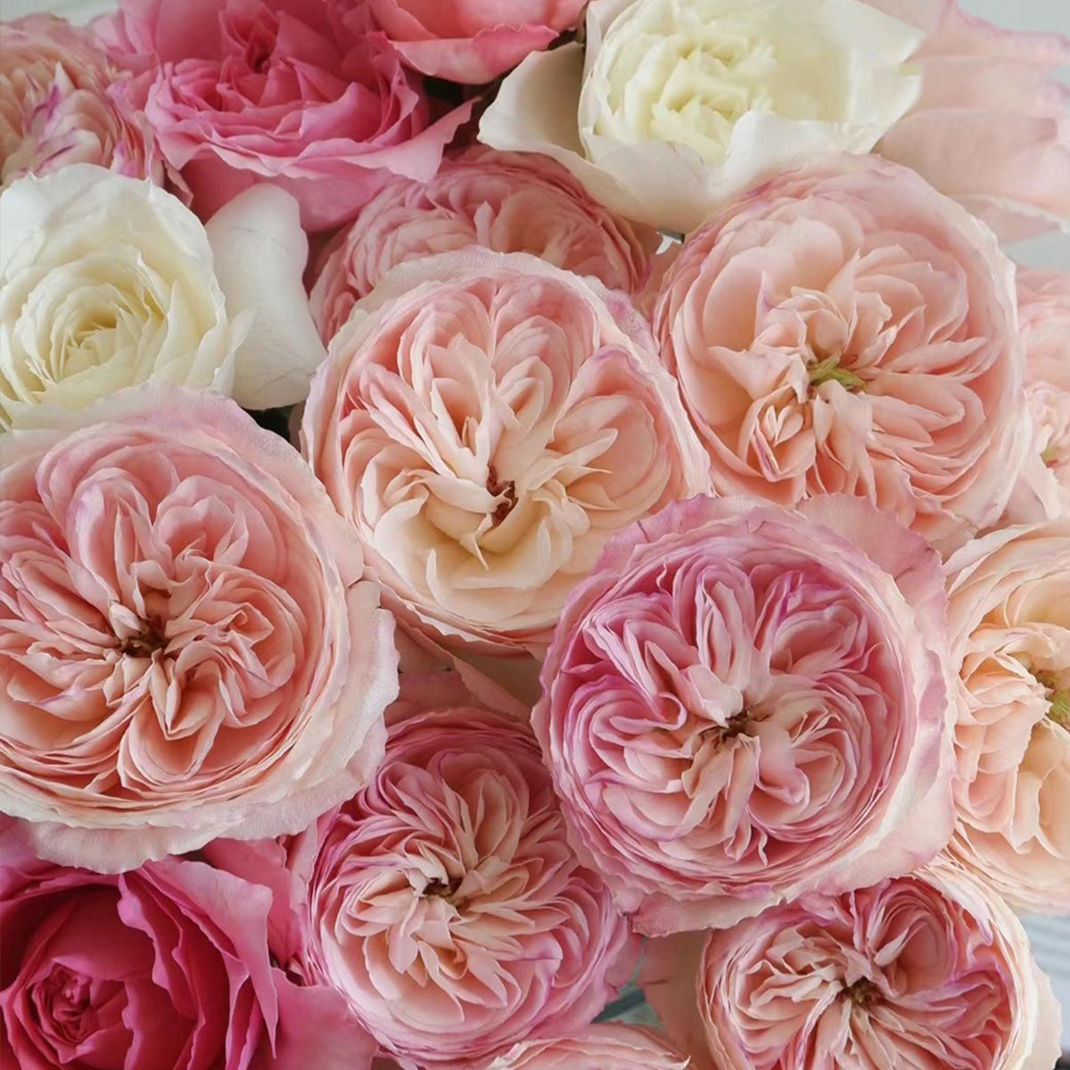 Tamaki Misora Japanese Florist Shrub Rose | Highgarden Roses