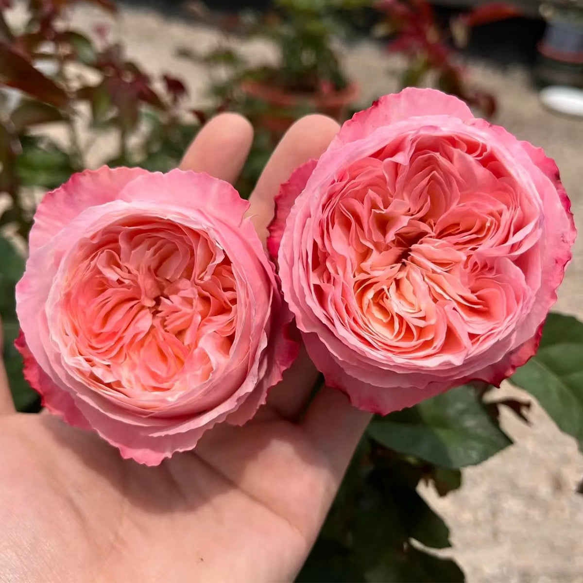 Tamaki Misora Japanese Florist Shrub Rose