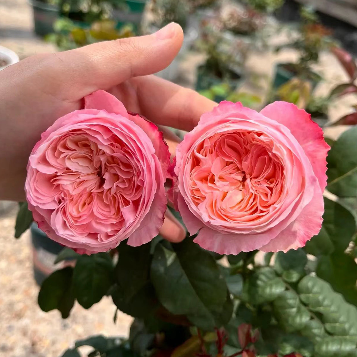 Tamaki Misora Japanese Florist Shrub Rose