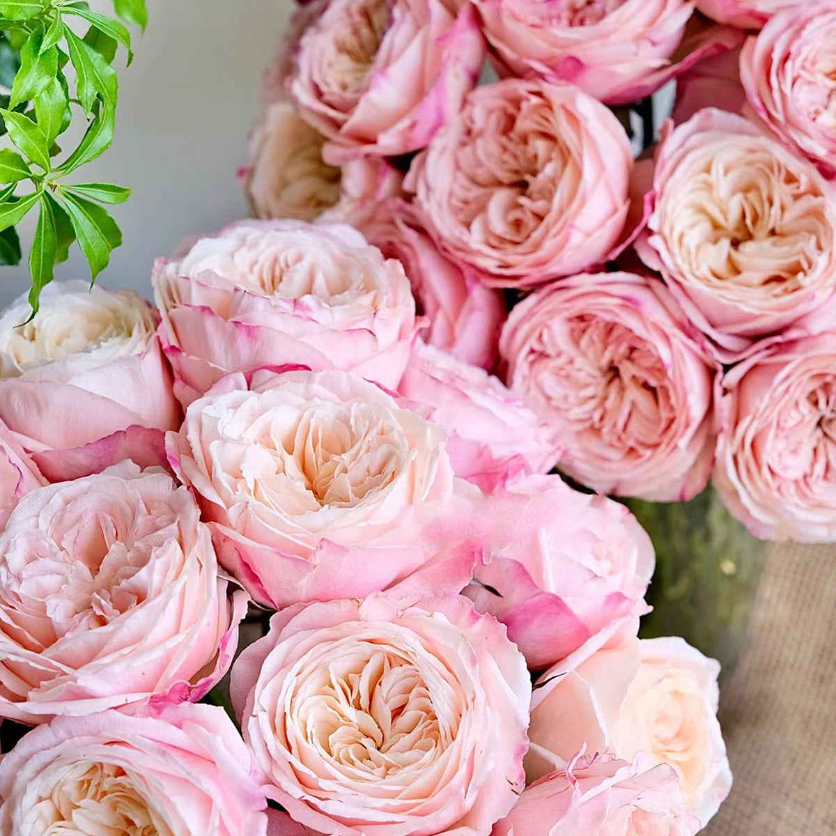 Tamaki Misora Japanese Florist Shrub Rose