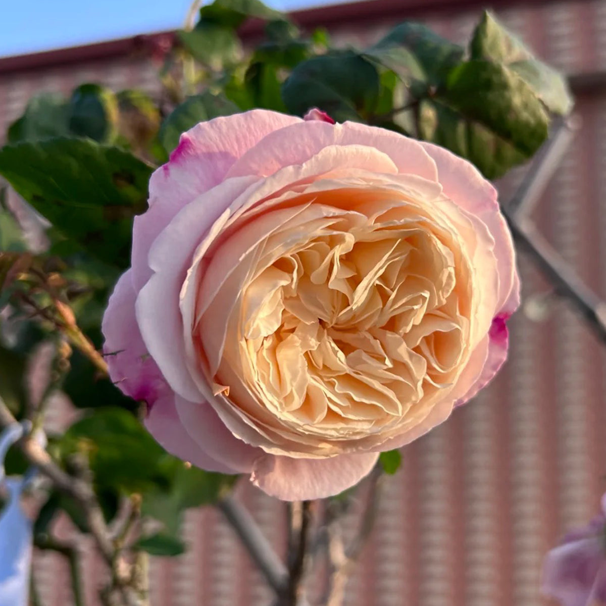 Tamaki Misora Japanese Florist Shrub Rose