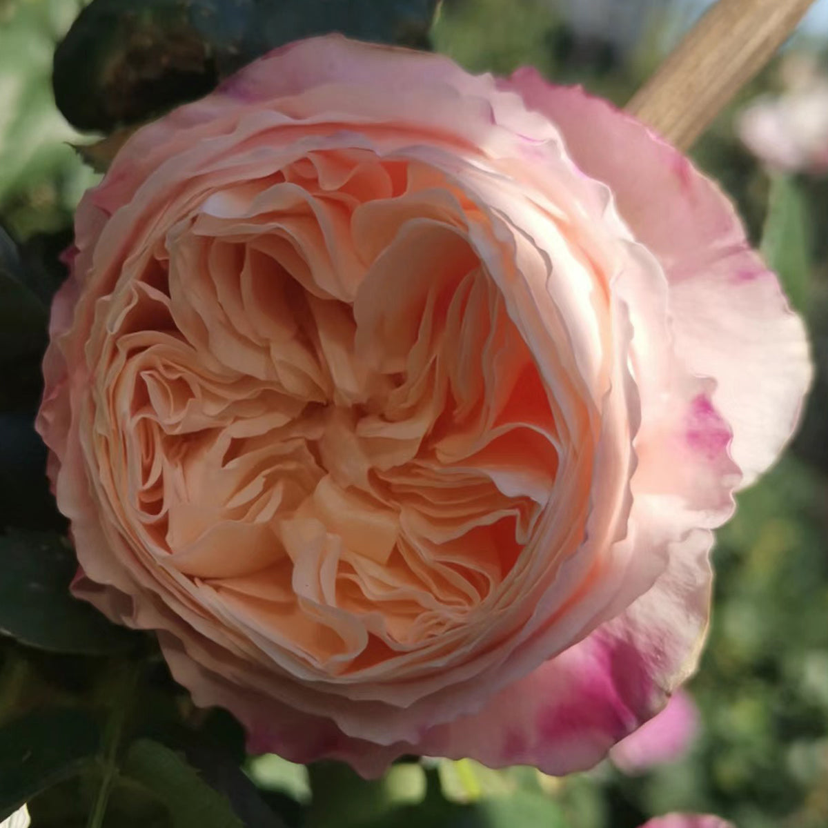 Tamaki Misora Japanese Florist Shrub Rose