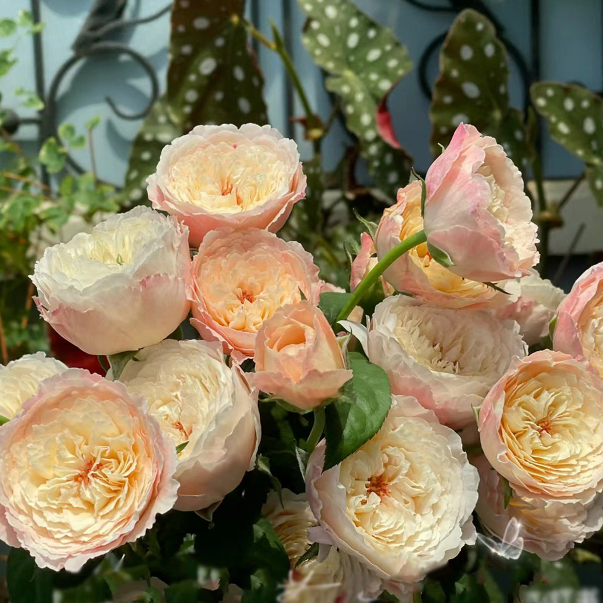 Tamaki Misora Japanese Florist Shrub Rose