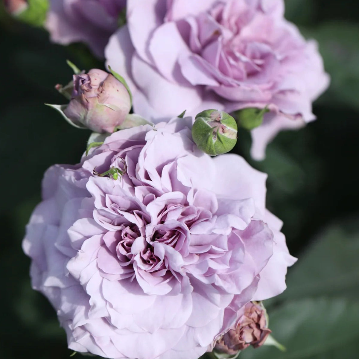 Tamamo Japanese Garden Shrub Rose