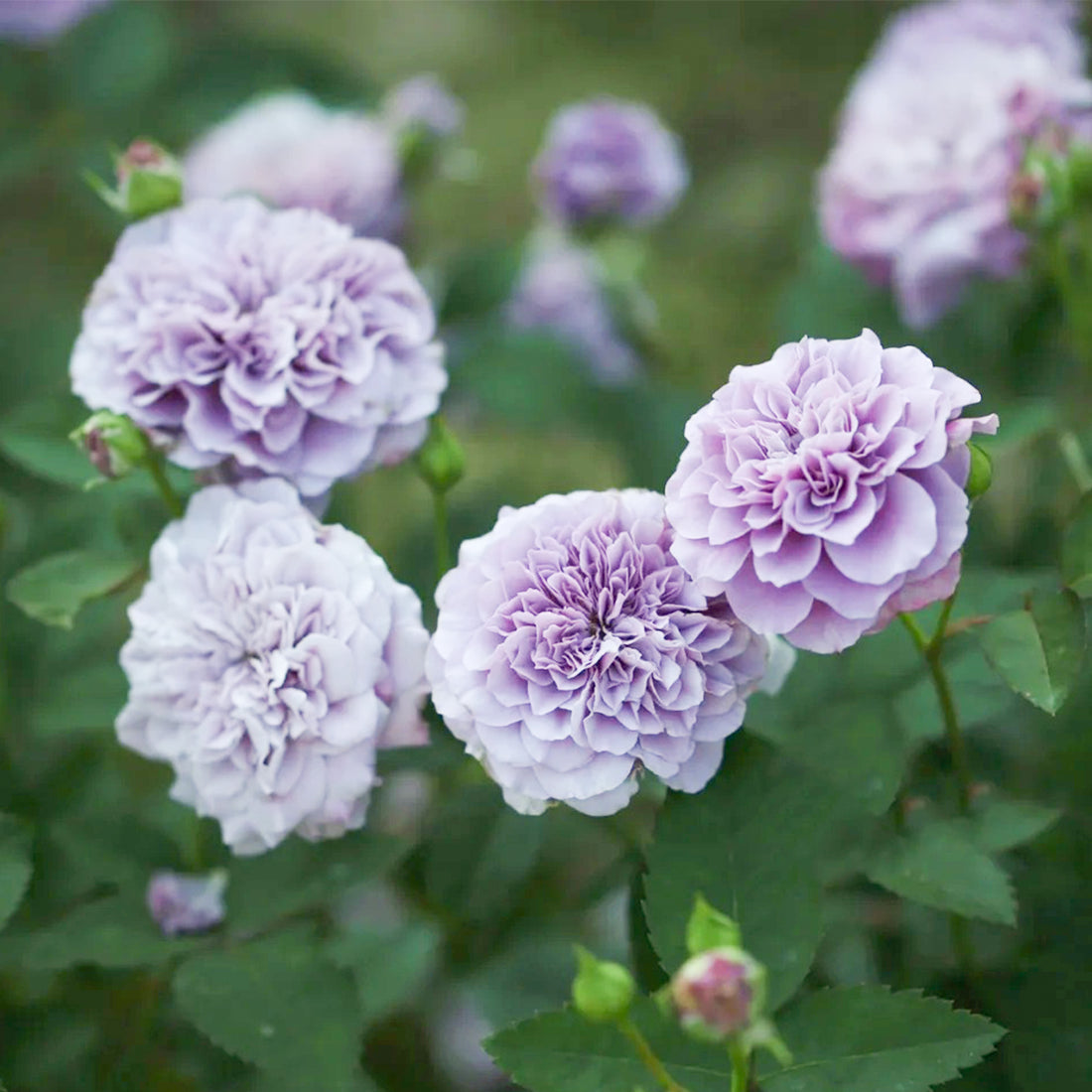 Tamamo Japanese Garden Shrub Rose
