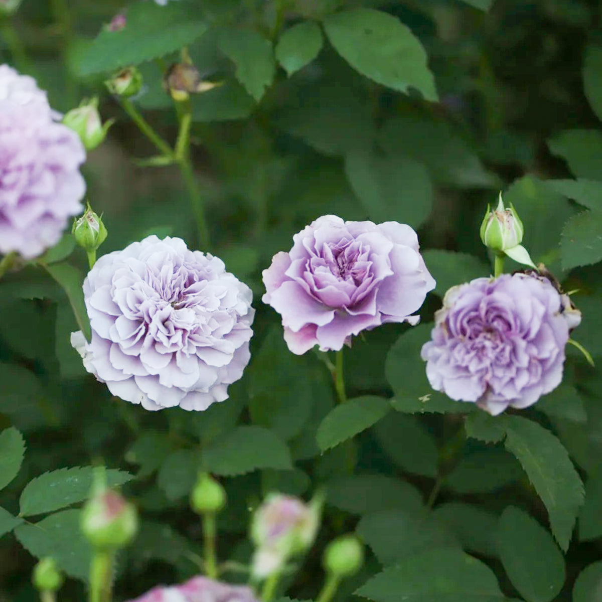 Tamamo Japanese Garden Shrub Rose