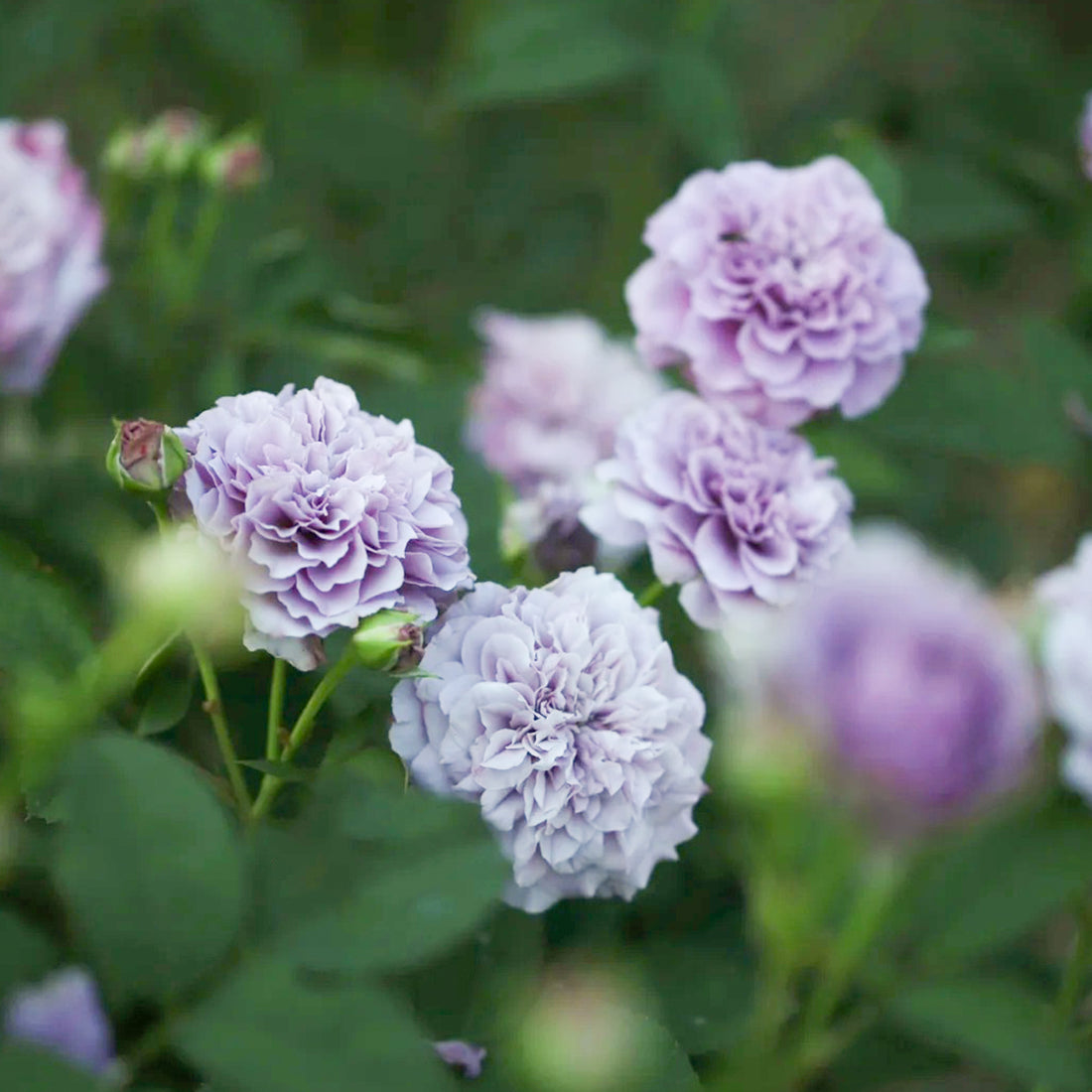 Tamamo Japanese Garden Shrub Rose