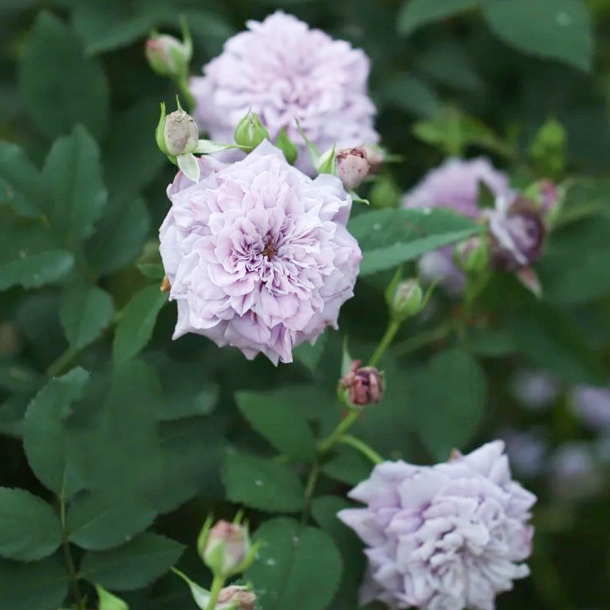 Tamamo Japanese Garden Shrub Rose