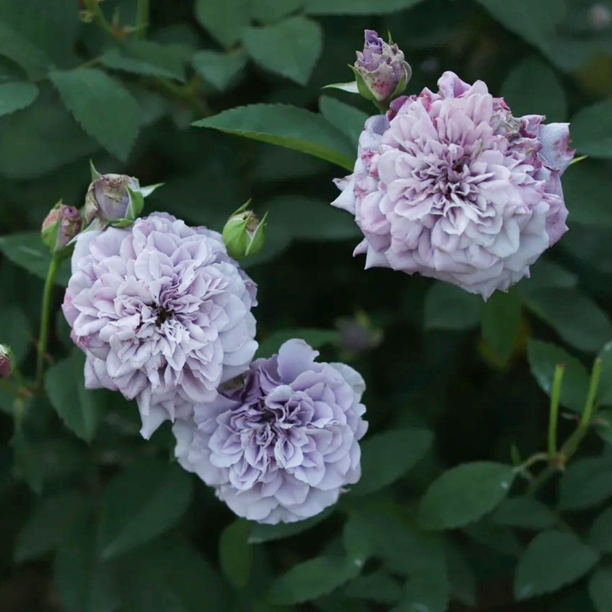 Tamamo Japanese Garden Shrub Rose