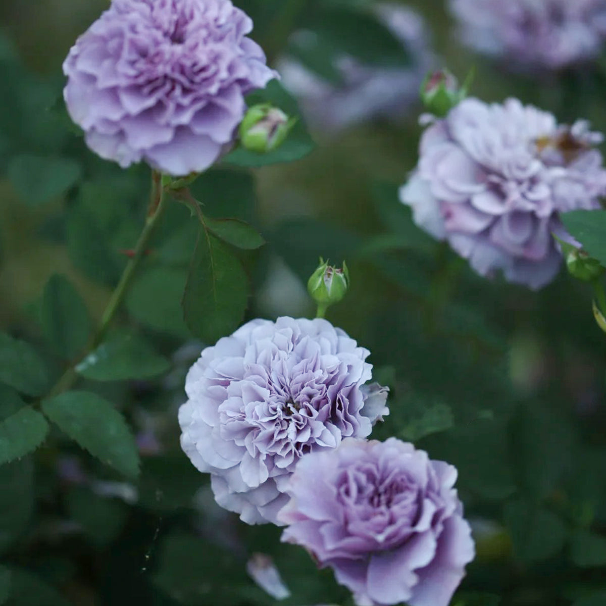 Tamamo Japanese Garden Shrub Rose