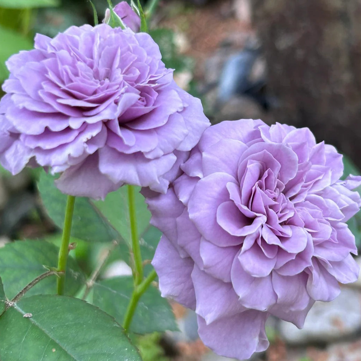Tamamo Japanese Garden Shrub Rose
