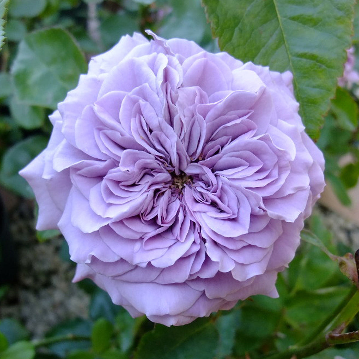 Tamamo Japanese Garden Shrub Rose