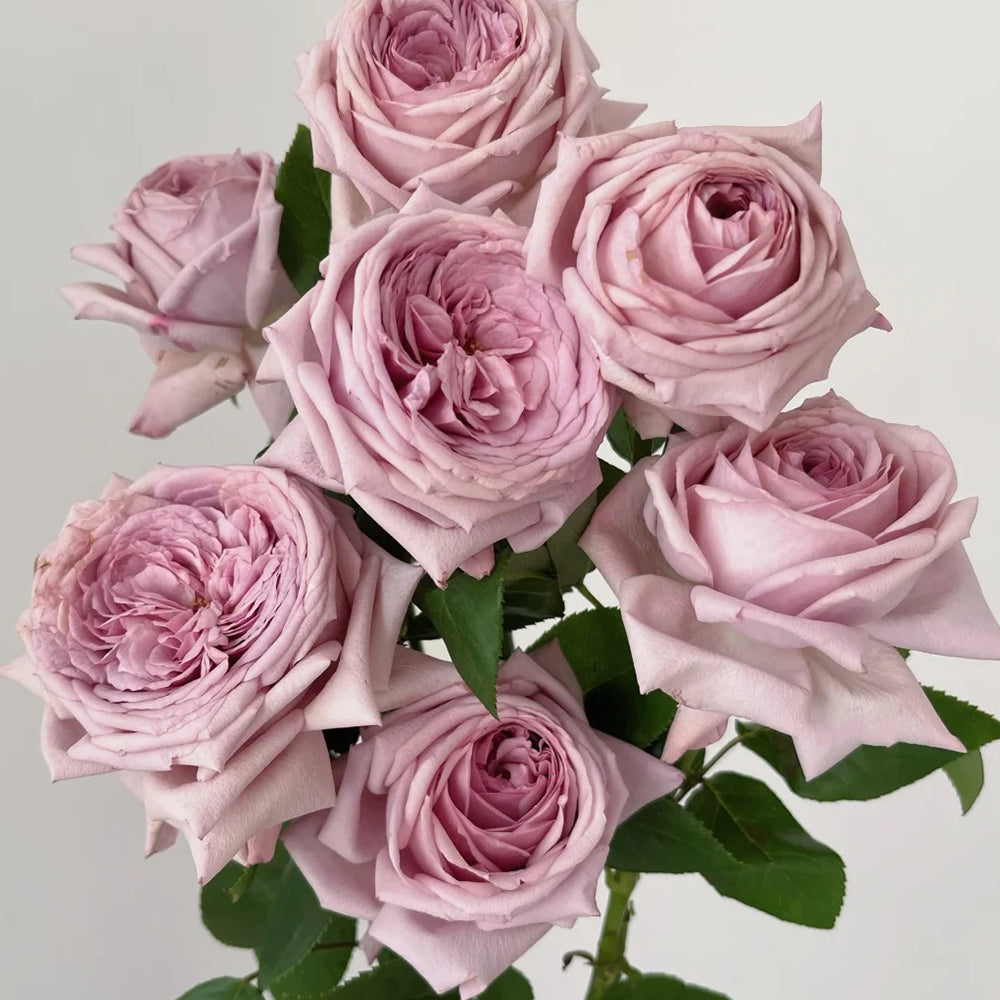 French Florist Shrub Rose Inspired by The Pride